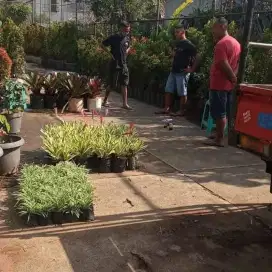 Jual Tanaman Hias JABODETABEK