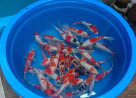 Jual ikan koi 20-35cm paket 100 ekor