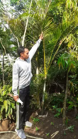 Pohon palem kuning ukuran 2 meter