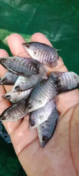 Bibit ikan tawar jenis konsumsi gurami ukuran ± korek bensol