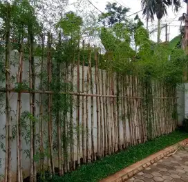 Jual Bambu Jepang bambu hidup