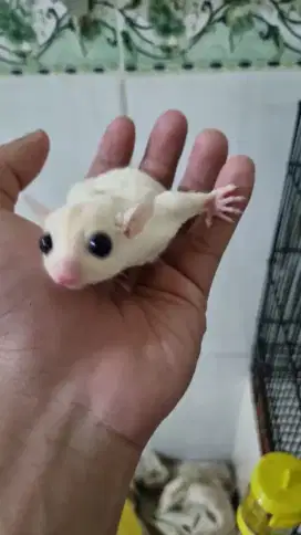 Sugar glider leucistik