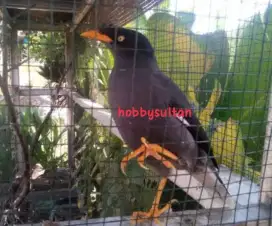 Burung jalak kebo jantan mewah