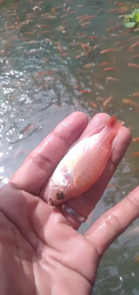 Bibit ikan nila merah