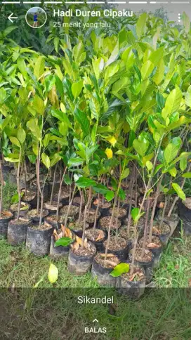 Bibit Nangka Madu