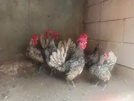 Ayam Batik Italy Sepasang Indukan