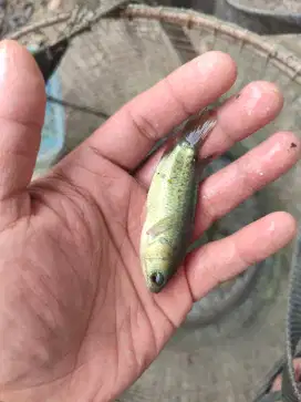 Bibit ikan betok 6-7cm