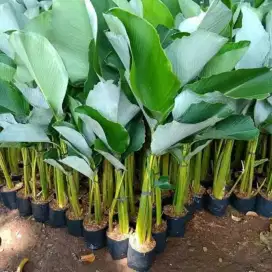 Pohon pisang calatea (COD)