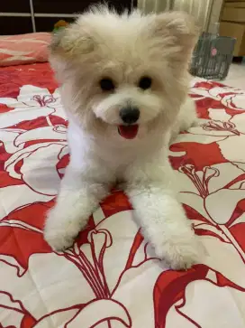 Termurah jasa grooming salon anjing kucing panggilan mandi groomer