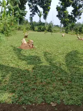 Jual rumput taman murah