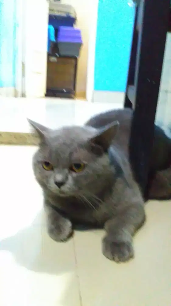 Grooming kucing panggilan