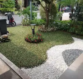 Jual rumput taman gajahmini