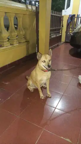 Juragan Grooming panggilan dog dan cat Tangerang Jakarta murah meriah