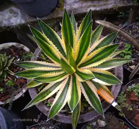 Agave lopantha quadricolor