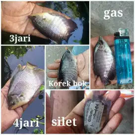 BIBIT IKAN GURAME SOANG / BLOROK SUPER