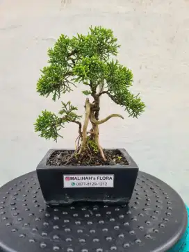 Bonsai Cemara Juniperus Mungil menawan