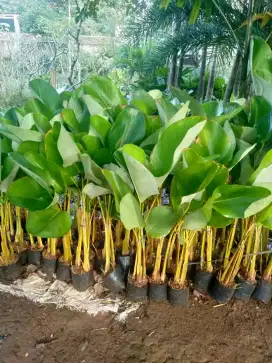 Jual pohon pisang calatea