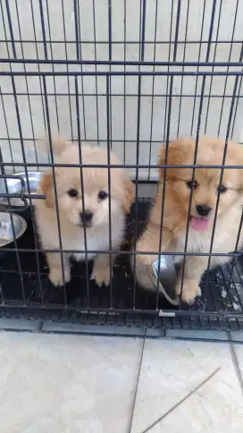 Penitipan hewan kecil
