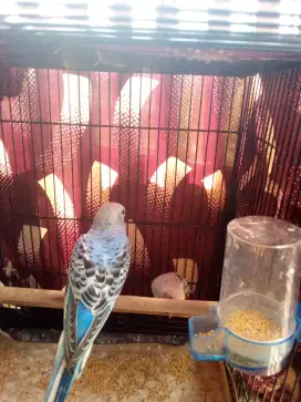 Burung parkit warna biru Lolohan burung parkit burung parkit rawatan