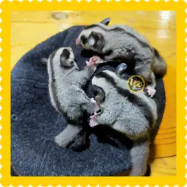 Sugar Glider Classic Grey Jinak