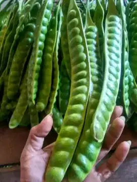 SAYUR MAYUR BUAH FRESH LSG DARI PASAR TUKANG SAYUR KELILING FREEONGKUR