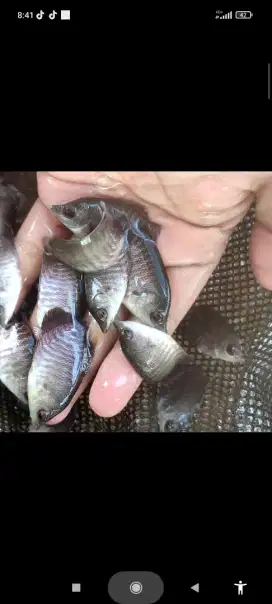 Ready bibit ikan Gurame ukr silet