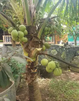 Bibit kelapa genjah nias hybrida bisa untuk taman bandar Lampung