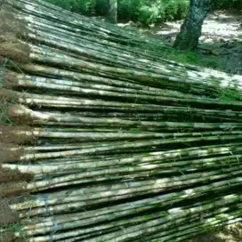 Bambu jepang pagar