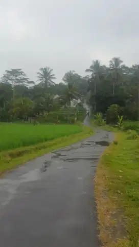 Sawah subur 1Ha Cisalak Subang