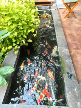 Koi blitar pribadi