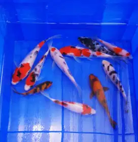 Paket 10ekor super high quality koi mix size 15cm