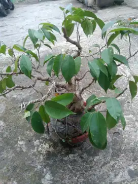 Bahan bonsai beringin on the rock