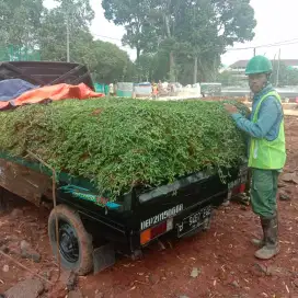 Rumput peking dan gajah biasa