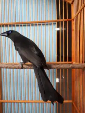 Burung Murai irian