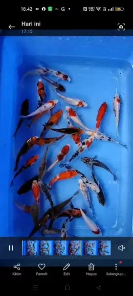 Jual Ikan Koi dari Blitar Ukuran 10cm