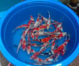 Ikan koi 20cm paket 30 ekor