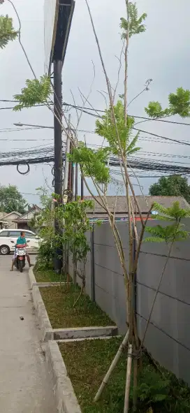 Siap melayani penanaman pohon pelindung.