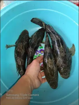 Ikan Gabus Malas/Bloso/Boboso/Betutu/Bego