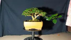 Bonsai Sancang~PremnaMicrophylla kelas kontes THE MAX 30 CM
