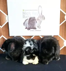 Holland lop murah sepasang pure breed