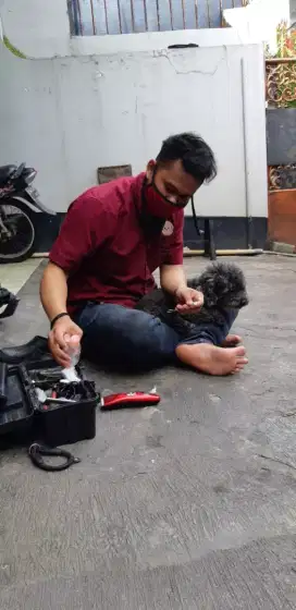 Termurah jasa grooming anjing kucing panggilan cukur bulu mandi rumah