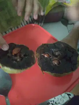 Pohon cangkokan black sapote ± 2m
