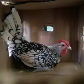 Ayam hias batik italy putih