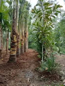 Pohon kelapa gading kuning tinggi 1meter-mter batang