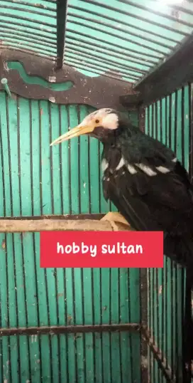 Burung jalak suren Malaysia dewasa mewah langka