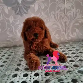 Red toy poodle  topquality