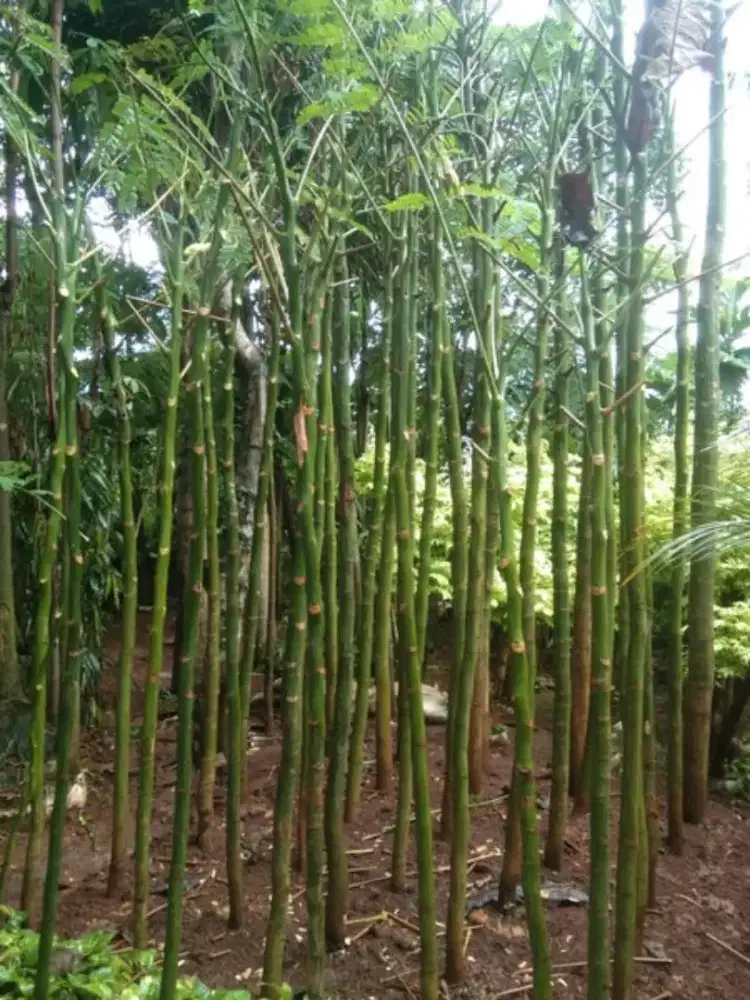 Jual pohon pakis brazil