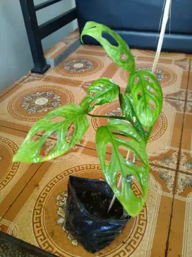 Tanaman Hias Janda Bolong (Monstera AdanSonii)