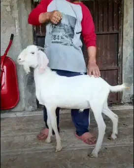 Kambing Jantan dan Domba Murah