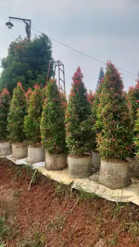 Pohon pucuk merah tinggi 1,5meter